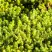 Очиток (седум) ЙЕЛЛОУ КВИН едкий в Слониме
