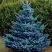 Ель МАДЖЕСТИК БЛЮ колючая в Слониме