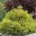Кипарисовик ГОЛДЕН МОП горохоплодный в Слониме