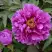 Пион ЛИЛОВАЯ ФАНТАЗИЯ древовидный в Слониме