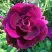 Роза БУРГУНДИ АЙС флорибунда в Слониме