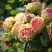Роза ПИТАХАЙЯ чайно-гибридная в Слониме