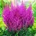 Астильба ПЕПЛ РЕЙН гибридная в Слониме