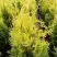 Туя ГОЛДЕН БРАБАНТ западная в Слониме