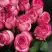 Роза КАРУСЕЛЬ чайно-гибридная в Слониме