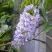 Глициния макростахия БЛЮ МУН в Слониме