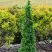 Туя СПИРАЛИС МИНИ западная в Слониме