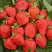 Клубника САН АНДРЕАС ремонтантная в Слониме