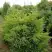 Можжевельник КУРИВАО ГОЛД китайский в Слониме
