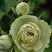 Роза ГРИН ДАЙМОНД миниатюрная в Слониме