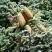 Пихта благородная в Слониме