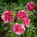 Пион РЕД ВИЗ ПИНК древовидный в Слониме