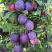 Слива БЛЮ СВИТ колонновидная в Слониме