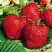 Клубника ВИМА ЗАНТА в Слониме