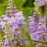 Физостегия РОЗЕЯ виргинская в Слониме