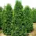 Туя ПИРАМИДАЛИС КОМПАКТА западная в Слониме