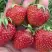 Клубника ВИМА ЗАНТА в Слониме