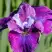 Ирис СИ Я ЛЕЙТЕР сибирский в Слониме