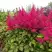 Астильба САННИ ДЕЙ гибридная в Слониме