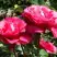 Роза ВИЕН РОУЗ чайно-гибридная в Слониме