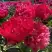 Пион БЕЛГРАВИЯ травянистый в Слониме