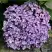 Гортензия АИША крупнолистная  в Слониме