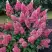 Гортензия МЕГА МИНДИ метельчатая в Слониме