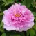 Пион ПРОЗРАЧНАЯ РОСА древовидный в Слониме