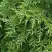 Туя СМАРАГД ВАРИЕГАТА западная в Слониме