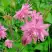 Аквилегия БАРЛОУ ПИНК гибрид МакКаны в Слониме