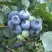 Голубика БЛЮЭТТА в Слониме