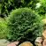 Туя ДАНИКА западная в Слониме
