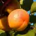 Абрикос СПАДЧЫНА в Слониме