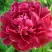 Пион КИТАЙСКИЙ ШЕЛК травянистый в Слониме