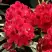 Рододендрон МАТАДОР в Слониме