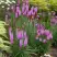 Лиатрис РОЗЕА колосковая в Слониме
