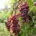 Виноград КИШМИШ ЗАПОРОЖСКИЙ в Слониме