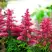 Астильба ЮНИК КАРМИН гибридная в Слониме