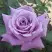 Роза МАЙЗЕР чайно-гибридная в Слониме