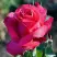 Роза ВИЕН РОУЗ чайно-гибридная в Слониме
