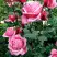 Роза ЭЙФЕЛЕВА БАШНЯ чайно-гибридная в Слониме