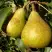 Груша ГЕНЕРАЛ ЛЕКЛЕРК в Слониме