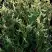 Туя ГОЛД ПЕРЛ западная в Слониме