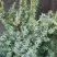 Можжевельник БЛЮ АЛЬПС китайский  в Слониме