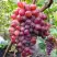 Виноград КРАСОТКА в Слониме