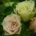 Роза ГРИН ДАЙМОНД миниатюрная в Слониме