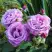 Роза ШАРЛЬ ДЕ ГОЛЛЬ чайно-гибридная в Слониме