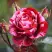 Роза ДИП ИМПРЕШН флорибунда в Слониме