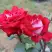 Роза АЛЬЯНС чайно-гибридная в Слониме