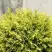 Туя ГОЛДЕН ГЛОБ западная в Слониме